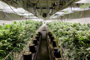 Cultivators - Indoor Marijuana Growing For Cannabis Business