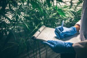 Medical Marijuana Physicians - Professional Physician And Researcher Working In A Hemp Field