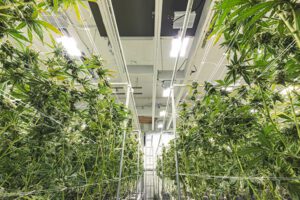 Processors & Manufacturers - Cannabis Indoor Growing Farm With Rows Of Healthy Plants